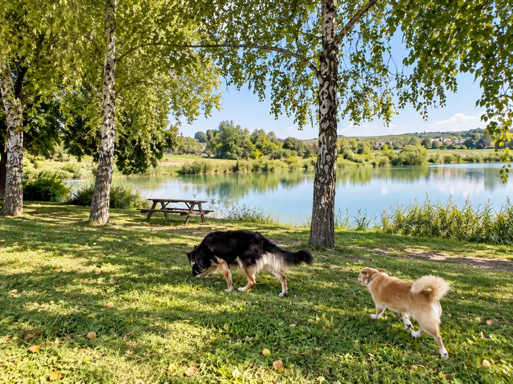 Dwa psy na trawie pod brzozami nad stawem